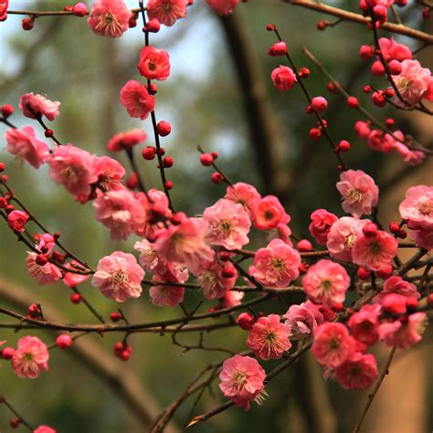 紅梅花樹|紅梅(梅花的一種):紅梅介紹,形態特徵,葉,花,果,生長環。